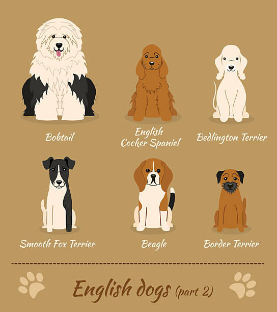 English dogs vector art illustration