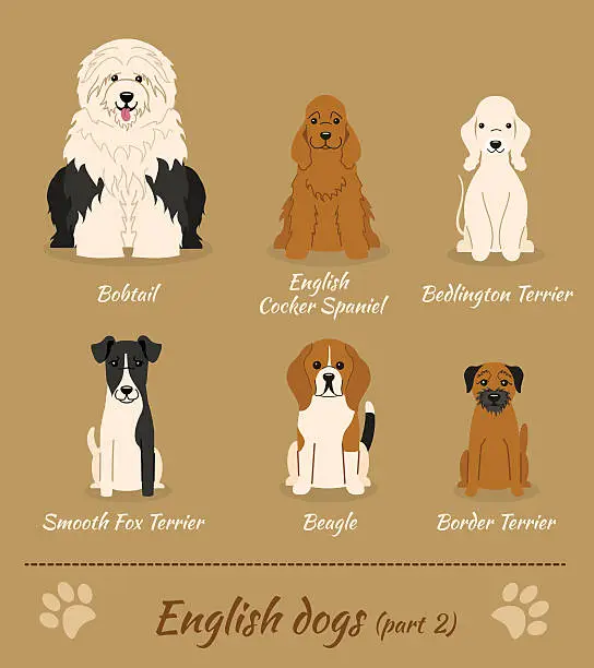 Vector illustration of English dogs