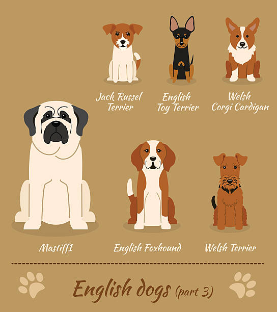 English dogs vector art illustration