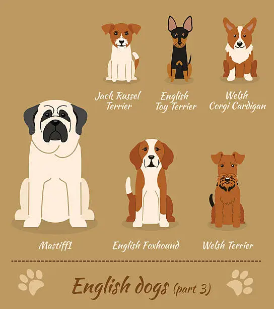 Vector illustration of English dogs