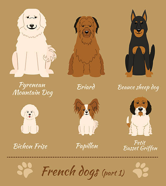 French dogs vector art illustration