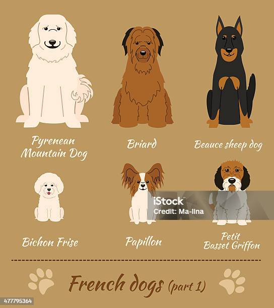 French Dogs Stock Illustration - Download Image Now - Bichon Frise, Dog, Briard