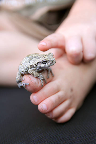 istock Grey Tree Frog Sitting on Child's Foot 477795720