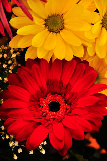 flores arrangment - daisey white flower group of people fotografías e imágenes de stock