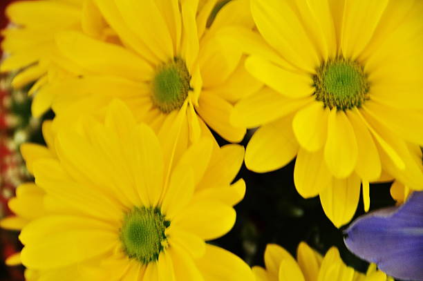 flores arrangment - daisey white flower group of people fotografías e imágenes de stock