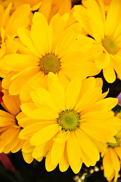 flores arrangment - daisey white flower group of people fotografías e imágenes de stock