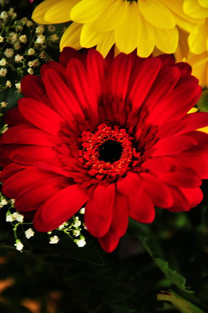 flores arrangment - daisey white flower group of people fotografías e imágenes de stock