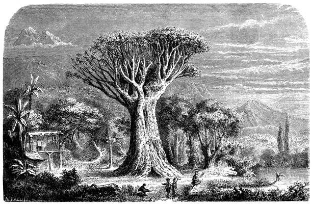 kuvapankkikuvitukset aiheesta antiikkinen kuva orotava-lohikäärmepuusta, teneriffa - socotra dragon tree