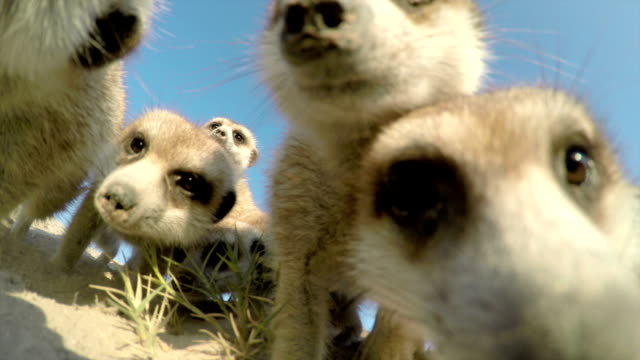 low angle view of curious meerkats investigating the camera,Botswana