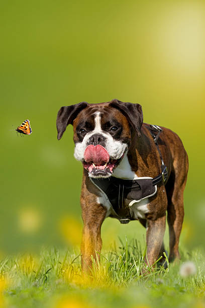 istock Dog, Boxer, German Boxer chasing butterfly 477799180
