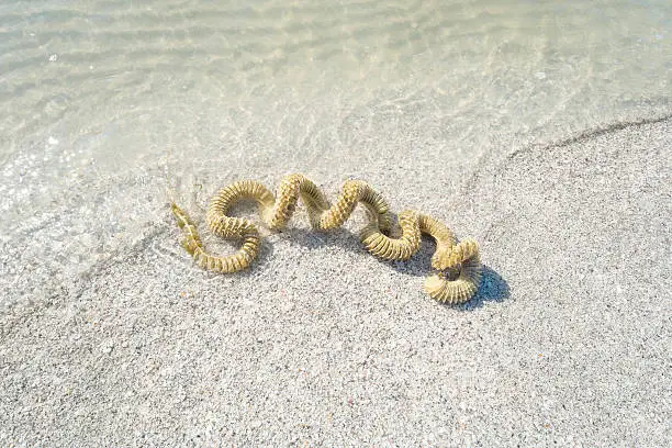 Lighting Whelk Egg Case on the Beach