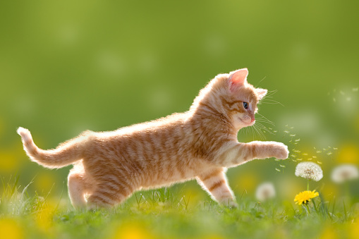 Young cat plays with dandelion in Back light on green meadow
