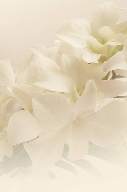 istock orchids in vintage color style 477799364