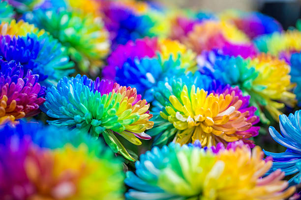istock Chrysanthemum flower 7 color in full bloom 477799384