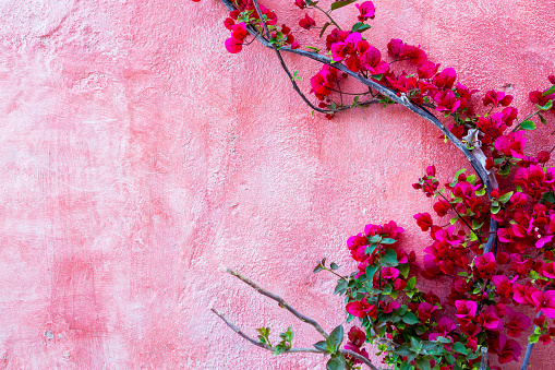 Beautiful textured wall with climbing flowers