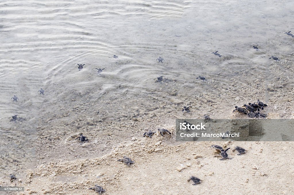 Turtle Loggerhead sea turtle emergence: the turtles emerge in a group and proceed to crawl down the beach to the water Loggerhead Turtle Stock Photo