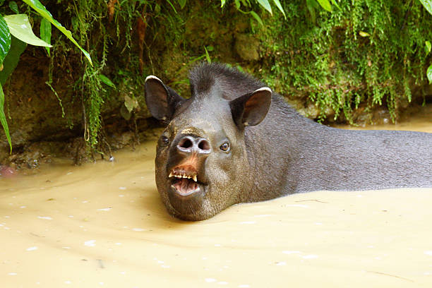 tapir-do-sul-americano - tena - fotografias e filmes do acervo