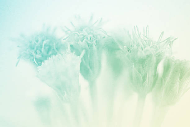 istock weed flowers in soft color on mulberry paper texture 477801334