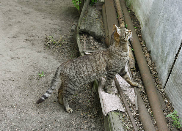 istock The cat in front of a wall 477801480