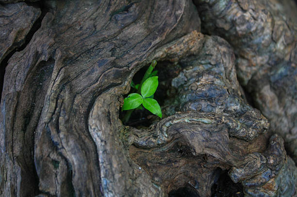 istock little tree in big little 477801718