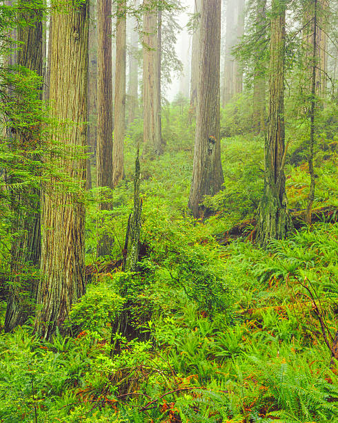istock Del Norte Coast Redwood State Park 477803099