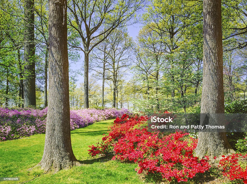 Spring in Virginia Spring blossoms of Azaleas fill Byrd Park, Richmond Virginia Flower Stock Photo