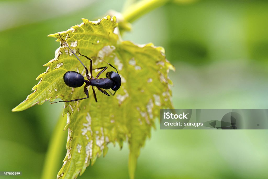 Ant - Lizenzfrei Ameise Stock-Foto