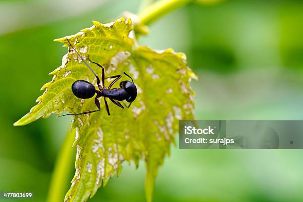 Ant 0명에 대한 스톡 사진 및 기타 이미지 - 0명, 개미, 검은색