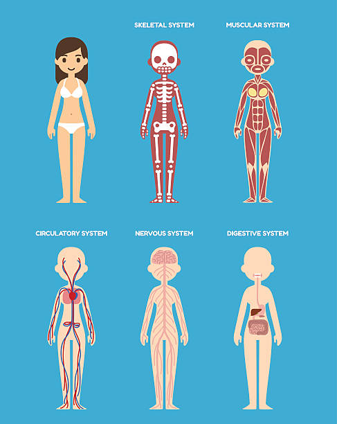 anatomie diagramm - dickdarm verdauungstrakt grafiken stock-grafiken, -clipart, -cartoons und -symbole