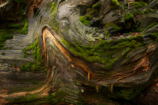 Beautiful curves on the redwood trunk