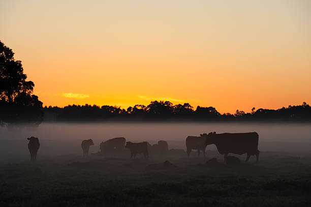 istock Day Dawns on the Farm 477805028