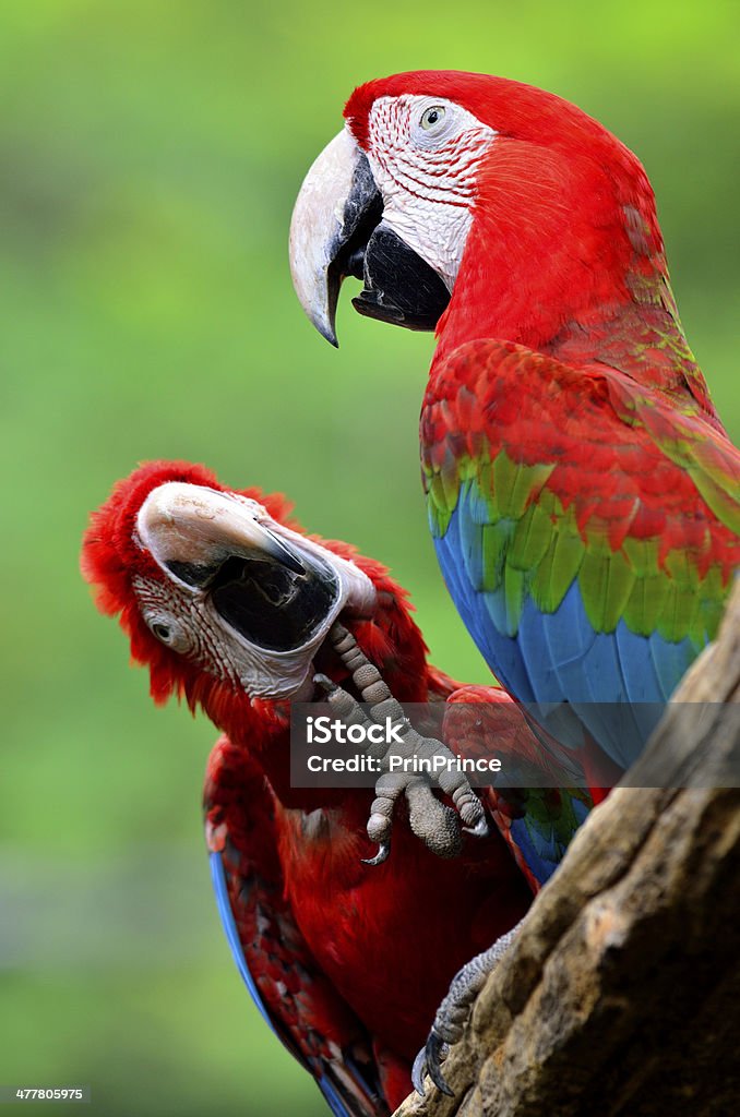 Green-winged or red green blue color macaw bird Green-winged macaw, red green blue macaw, green wing macaw, two of red macaws in the frame Animal Stock Photo