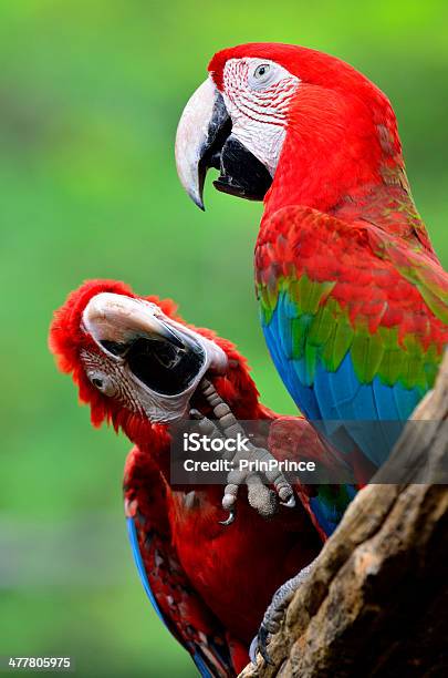 Greenwinged Or Red Green Blue Color Macaw Bird Stock Photo - Download Image Now - Animal, Animal Wildlife, Aviary