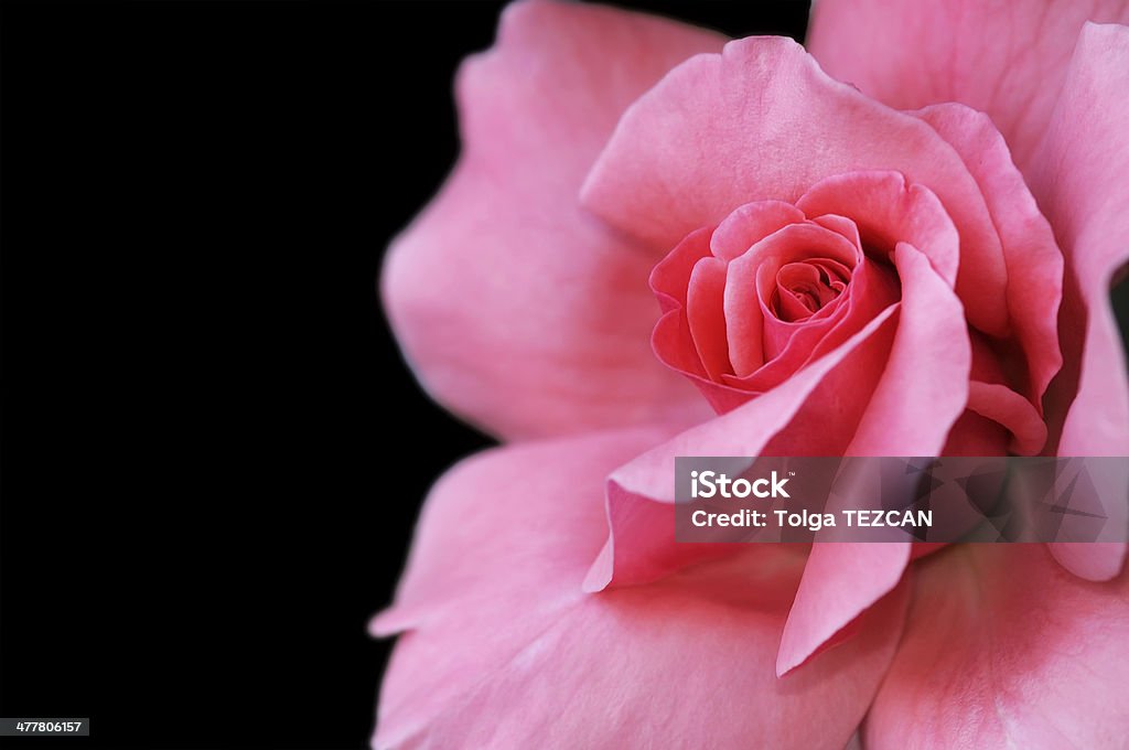 Rose - Photo de Amour libre de droits