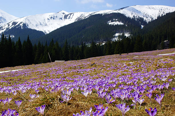 istock Crocuses in Chocholowska valley, Tatra Mountain, Poland 477806419