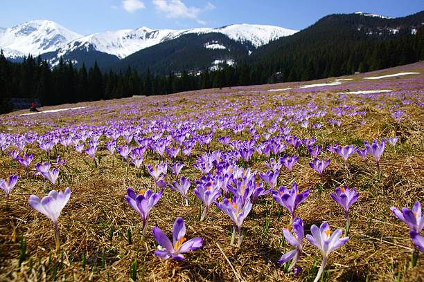 istock Crocuses in Chocholowska valley, Tatra Mountain, Poland 477806461
