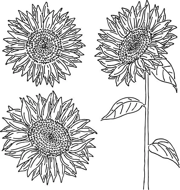 Vector illustration of Sunflower Doodle