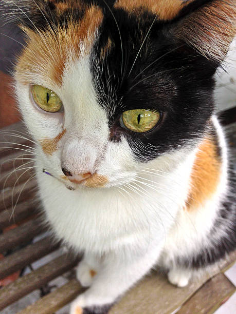 istock Domestic house cat watching birds. 477807323