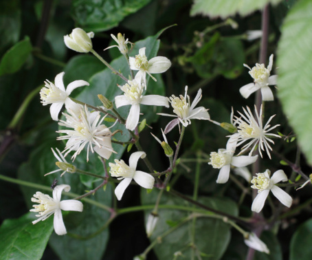 This wild species of clematis (Clematis vitalba) has common names that include old man's beard and traveller's joy. Its rambling vines carry long-haired seeds that become prominent in late autumn, as hedgerows grow bare. The individual flowers, shown here, are small and white. This is a close-up photograph. It is August in Surrey, England, and some plants are still in flower. The eponymous seeds are forming and the vines are creeping over other hedgerow vegetation.