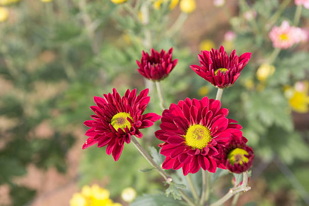 istock Beautiful red chrysanthemum flower background 477807948