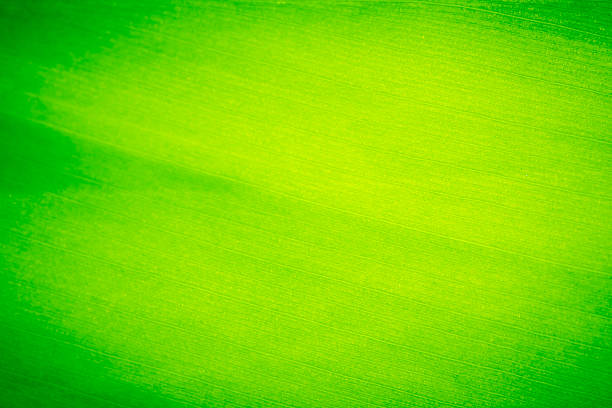 istock Closeup abstract green leaf texture with vignette, blurred 477808240