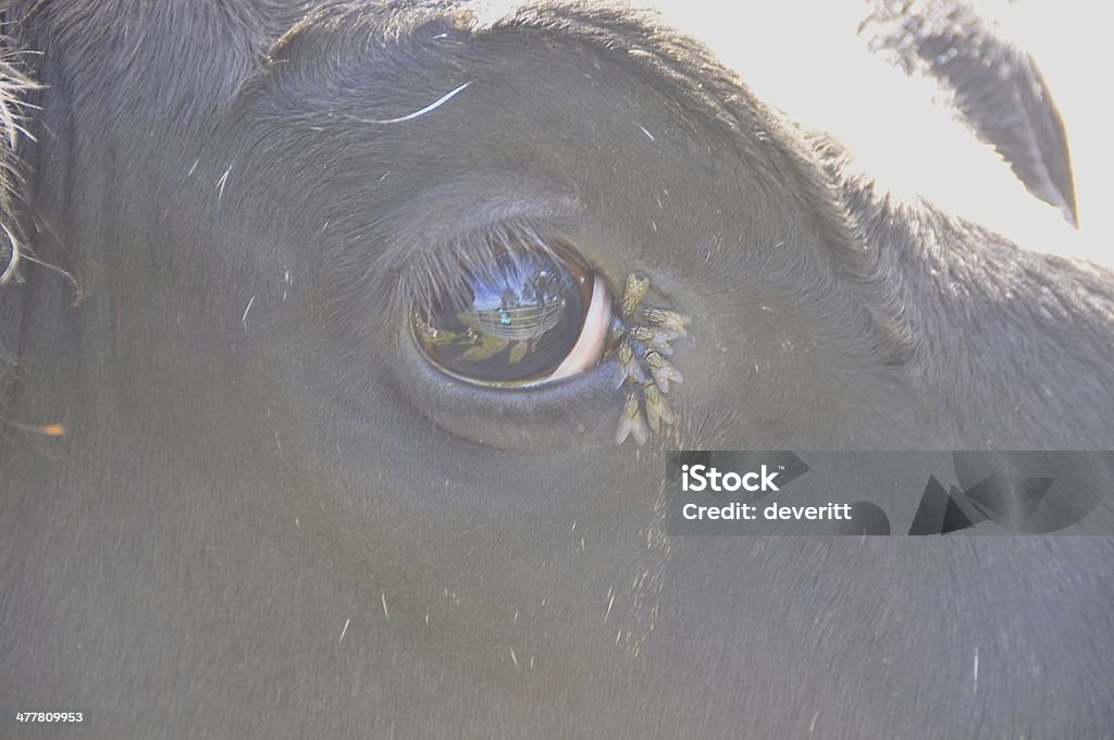 vacca - Foto stock royalty-free di Agricoltura