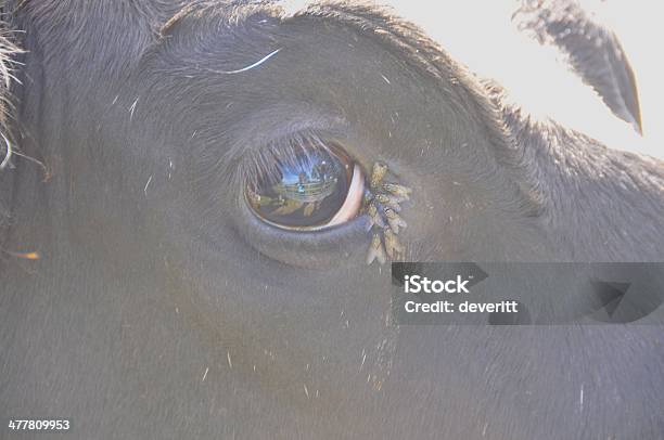 Foto de Vaca e mais fotos de stock de Agricultura - Agricultura, Animal, Animal doméstico