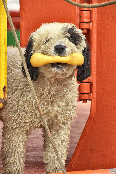 preto e branco um osso de cachorro na boca - working late - fotografias e filmes do acervo