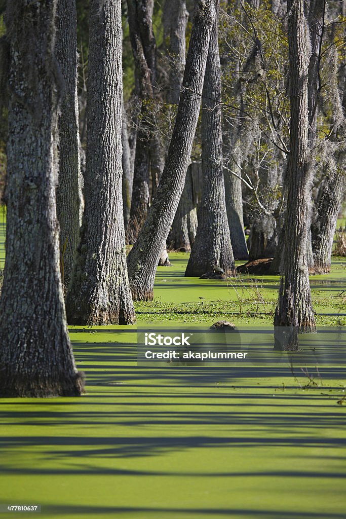Cypresses y Swamp - Foto de stock de Agua libre de derechos