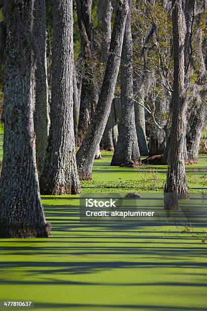 Cypresses Y Swamp Foto de stock y más banco de imágenes de Agua - Agua, Aire libre, Carolina del Sur