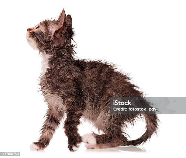 Мокрый Kitten — стоковые фотографии и другие картинки Влажный - Влажный, Домашняя кошка, Американская короткошёрстная кошка