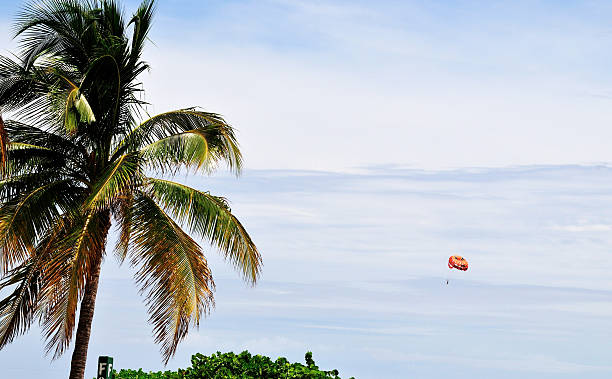 Parachuting in South Beach A Parachuter descends from the sky into south beach, Miami above the palm trees miami parachuting stock pictures, royalty-free photos & images