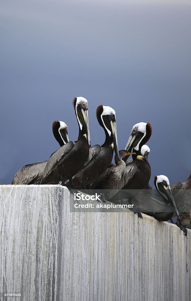 Kormoran und braune Pelikane, Beaufort, South Carolina. - Lizenzfrei Beaufort - South Carolina Stock-Foto