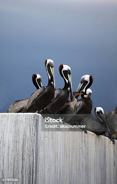 Kormoran Und Braune Pelikane Beaufort South Carolina Stockfoto und mehr Bilder von Beaufort - South Carolina